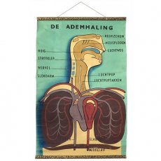 Schoolkaart ademhaling